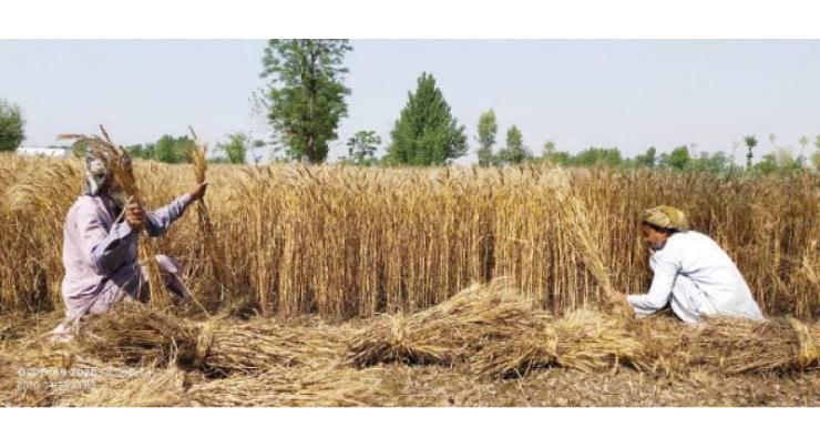 Wheat Harvest: Agri deptt issues certain guidelines