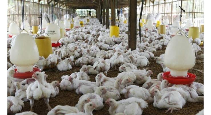 Livestock dept, PCS to hold poultry expo from April 30