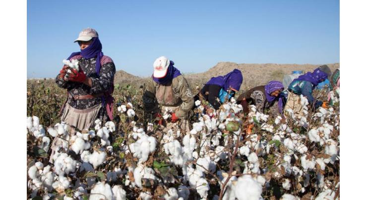 Farmers advised to cultivate certified BT cotton varieties