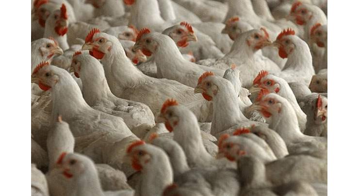 Pak International Poultry Expo to start from April 30