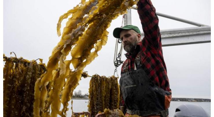 A leader in US seaweed farming preaches, teaches and builds a wider network