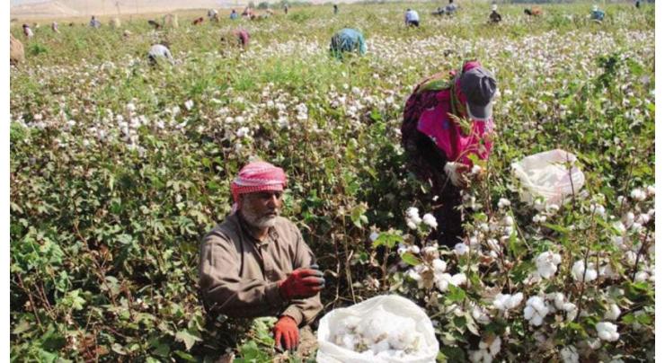 Farmers should preferably complete cotton sowing by May 15, say experts