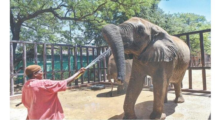 Safari Park to welcome Madhubala elephant in May