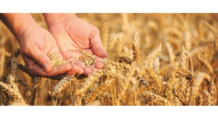 UoA, Beijing Engineering Research Center for Hybrid Wheat sign MoU to promote mutual coop