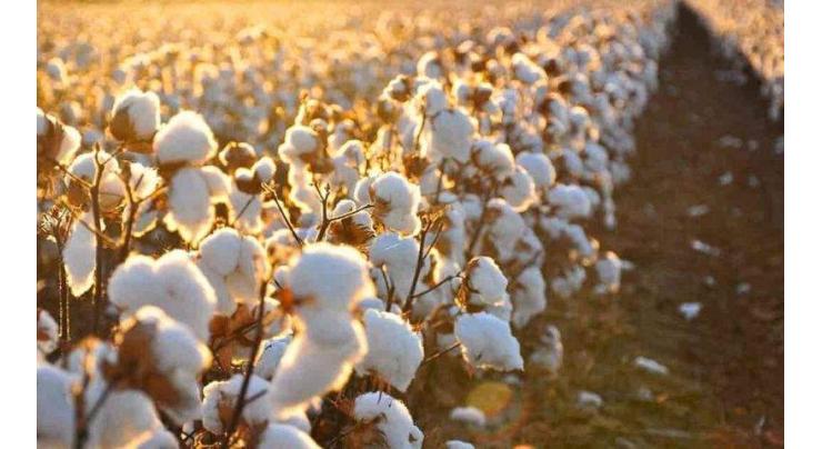 Cotton to be sown on 4m acres this year