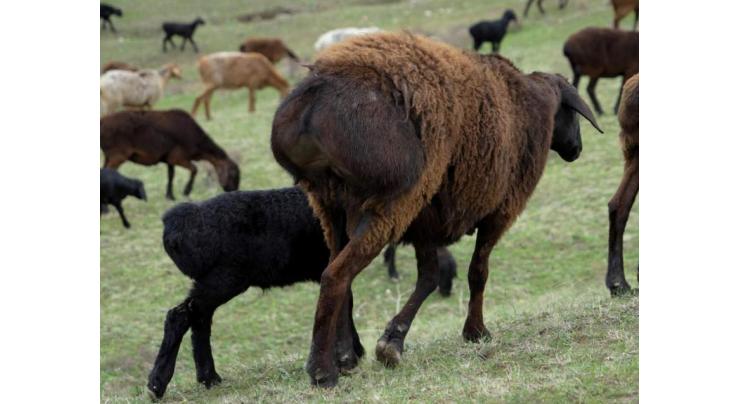 The giant sheep helping Tajikistan weather climate change