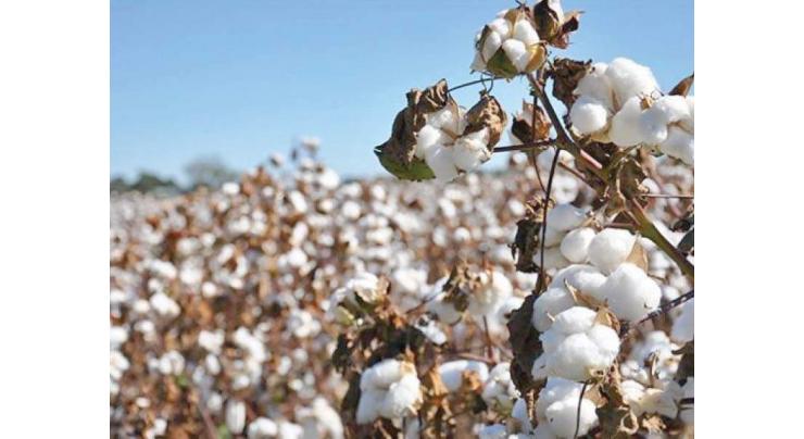 Efforts being made to transform southern Punjab into cotton valley