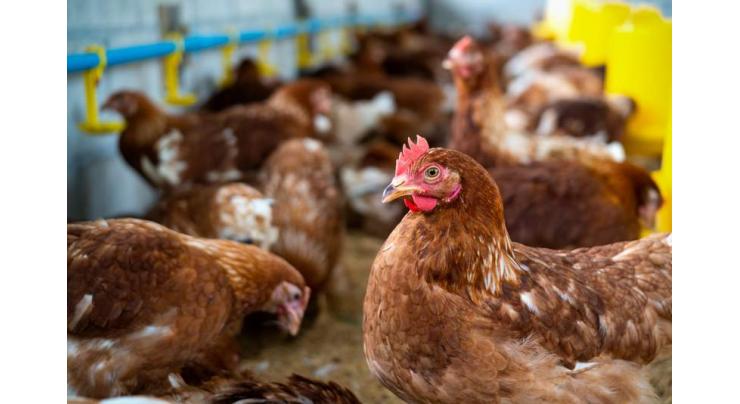 Sindh Food Authority catches, culls sick poultry en route to market