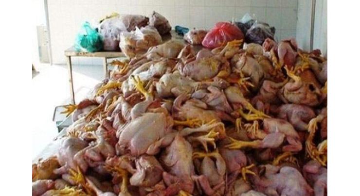PFA destroys 300kg of dead chicken