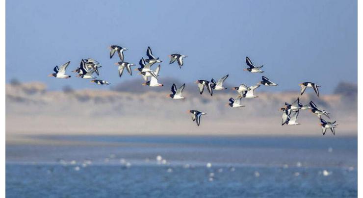 Arid University, QAU students mark World Migratory Birds Day