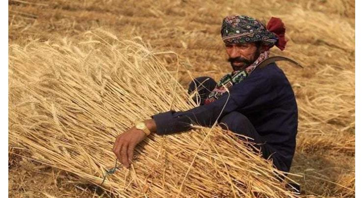 Food Department rebuttal news of procuring wheat from blue-eyed middlemen