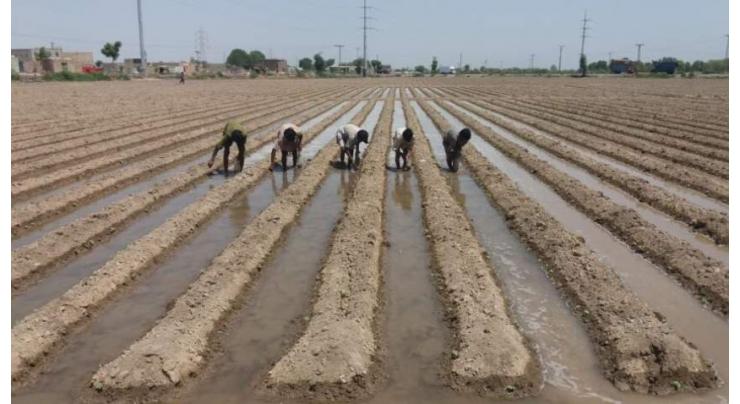 Agriculture dept using all resources to obtain cotton sowing target