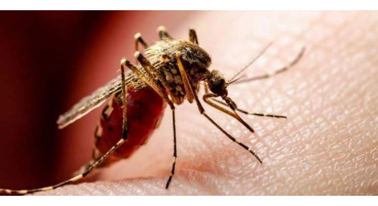 Efforts underway to eliminate dengue: DC