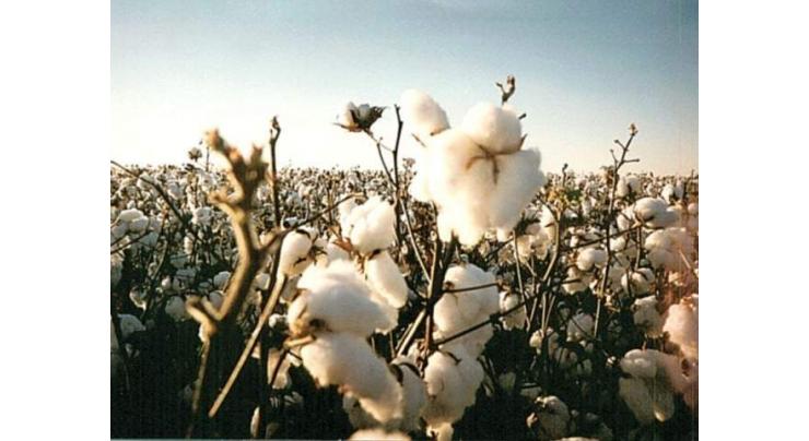 Cotton cultivated over 100,000 acres in Faisalabad so far: Director Agriculture