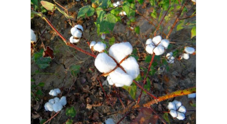 Govt restructures Pakistan Central Cotton Committee