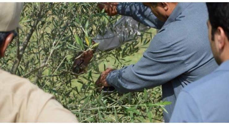 Kirmani inaugurates Centre of Excellence for Olive Research, Training
