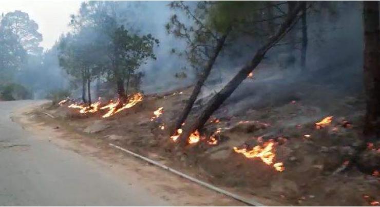 Fire erupted in Kotli forest, burnt trees, animals