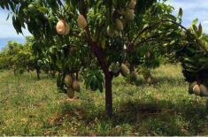 Mango farmers advised for timely irrigation of orc ..
