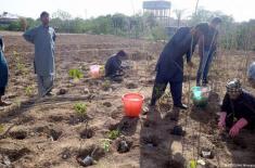 Govt plans fruit tree plantation initiative along ..