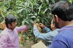 PHDEC distributes mango bags among growers