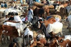 SSP Operations for tight security at cattle market ..