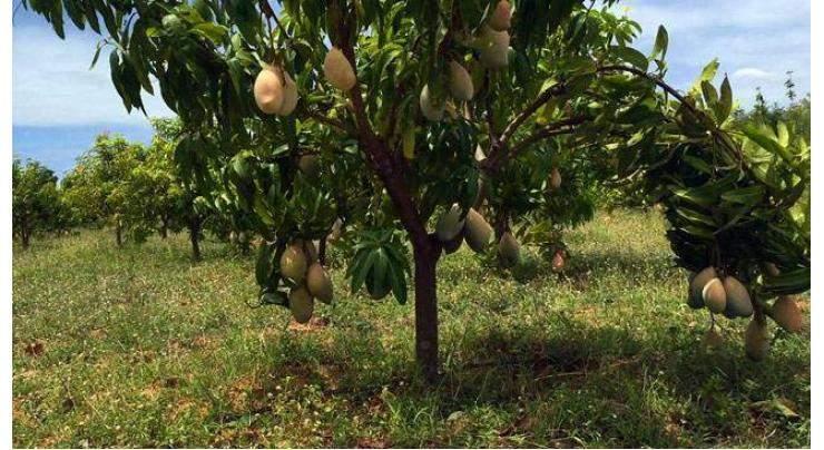 Mango farmers advised for timely irrigation of orchards