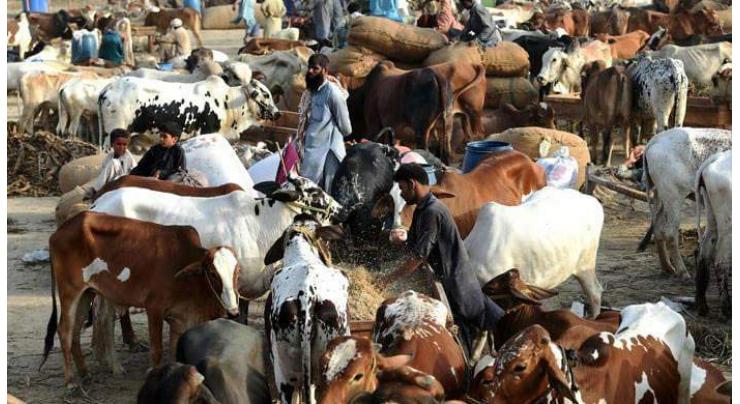 SSP Operations for tight security at cattle markets
