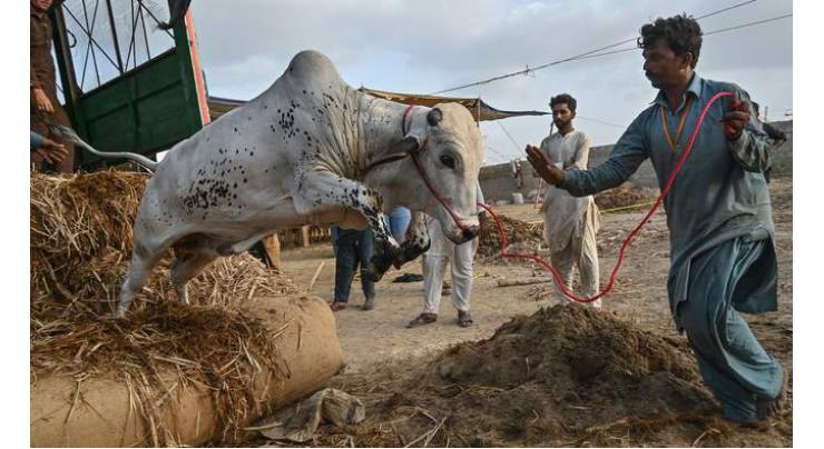 50 points for sacrificial skin collection on Eid-ul-Adha in Shorkot