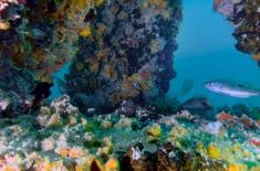 ‘DUBAI REEF’ supports marine life, ecosystem g ..