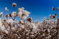 Agriculture deptt director generals review cotton ..