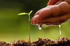Video show, tree plantation organized in Matiari t ..