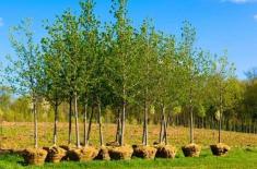 Tree plantation underway in Murree to meet 100,000 ..