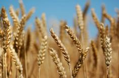 Researcher behind hybrid wheat varieties honoured ..