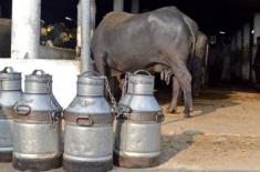 Punjab Food Authority (PFA) intensifies milk, meat ..