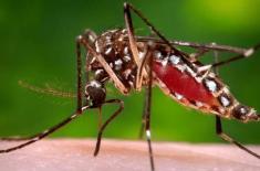 Dengue epidemic threat: Section 144 imposed in Mur ..