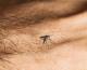 Health authority confirms 46 dengue cases, intensifies control me ..