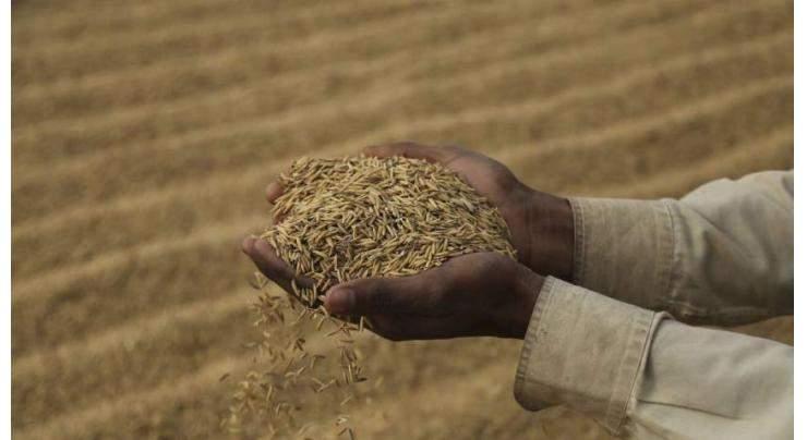 Call to improve rice quality to boost export