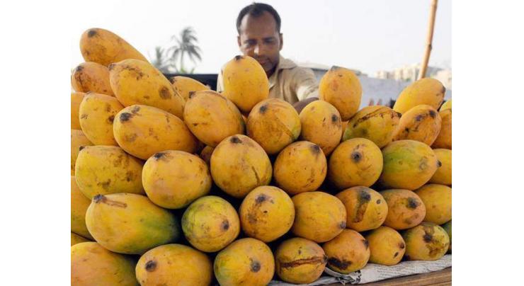 Over 200 mango varieties exhibited at MNS University of Agriculture's Mango Festival