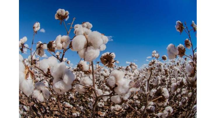 Agriculture deptt director generals review cotton management activities
