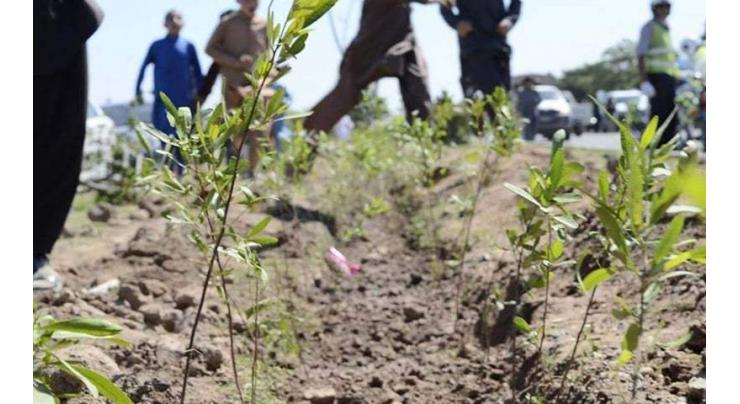 Wildlife launches a tree plantation Drive with joint cooperation of Forest department in Muzaffarabad
