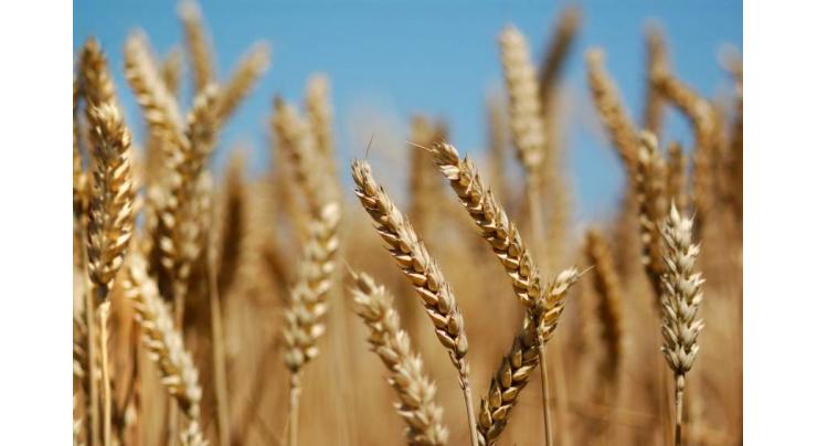 Researcher behind hybrid wheat varieties honoured with Academia Excellence Award