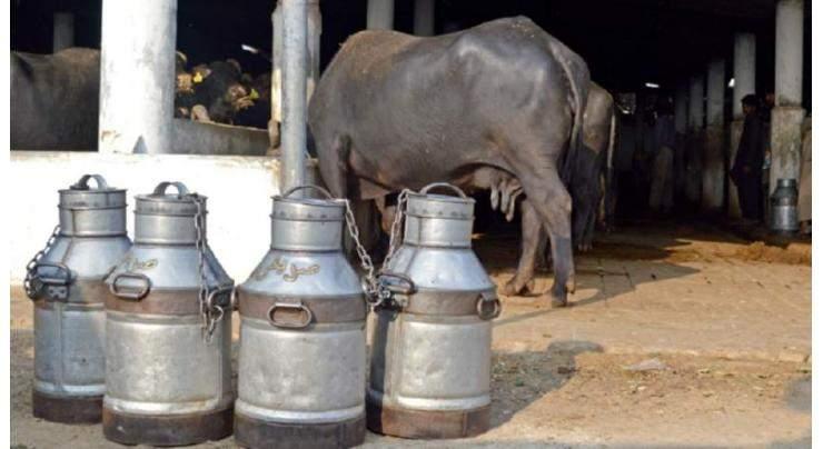 Punjab Food Authority (PFA) intensifies milk, meat crackdown