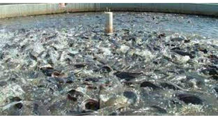 DG Fisheries for repairing of trout fish hatchery