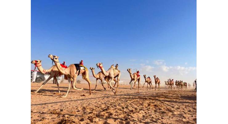 Egypt hosts first preliminary camel race