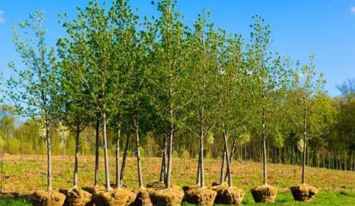Tree plantation underway in Murree to meet 100,000 saplings target