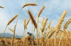 Govt unveils roadmap for national wheat policy
