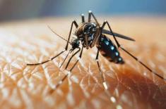 Dengue cases rise in Islamabad, 12 new patients re ..