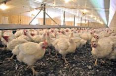 Attempt to supply dead chickens foiled, 300kg conf ..
