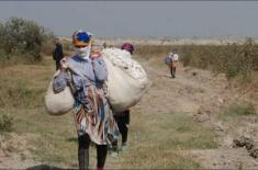 Cotton picking must be carried out from 10:00 am t ..