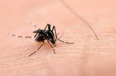 Dengue situation reviewed